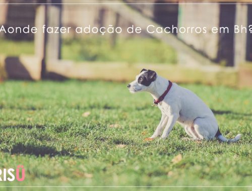 Adoção de Cães Bh