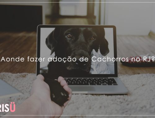 Doação de Cães Rj