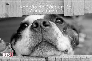 Adoção de Cães SP | Aonde devo ir?