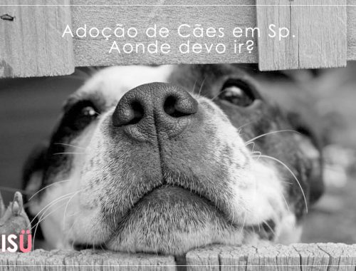 Adoção de Cães SP | Aonde devo ir?