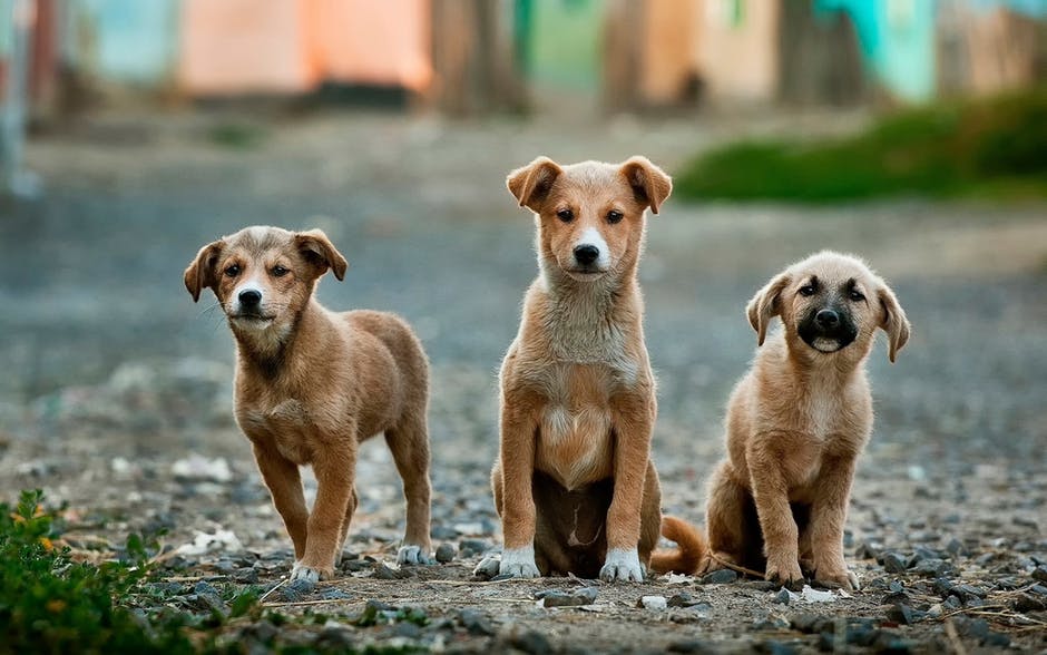 Adoção de Cachorros | Uma fêmea pode gerar até 73 mil filhotes em seis anos.