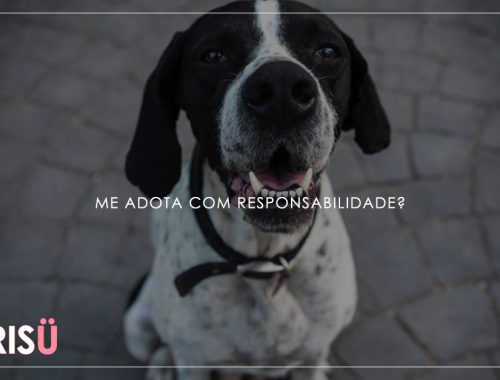Adotar Cachorro | Adote com responsabilidade