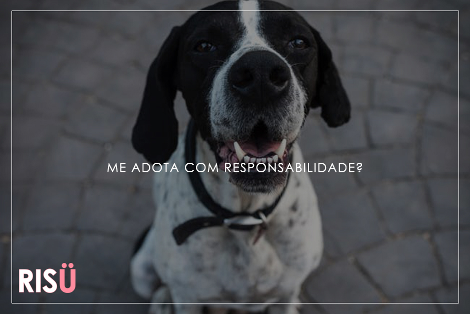 Adotar Cachorro | Adote com responsabilidade