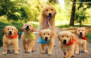 Adoção de Cães BH