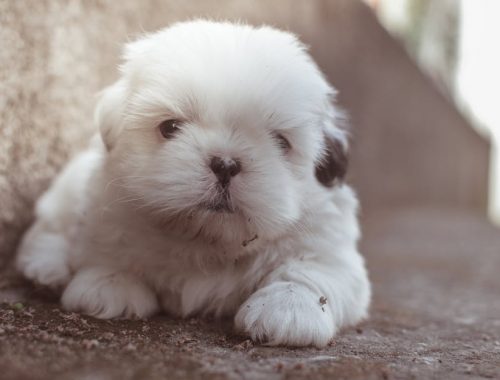 5000 Nomes para cachorro