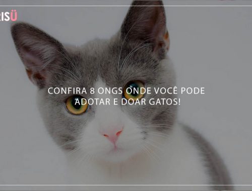 Doação de Gatos
