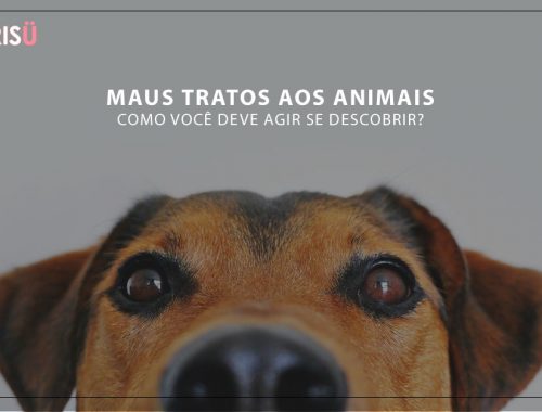 Maus Tratos Aos Animais