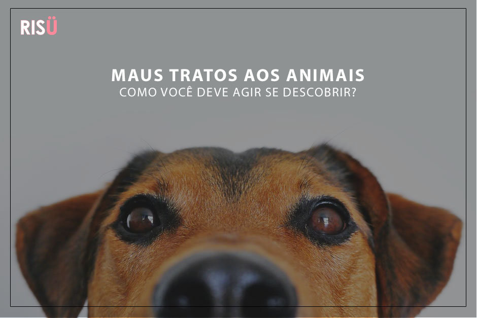 Maus Tratos Aos Animais