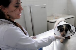 cuidados aos animais