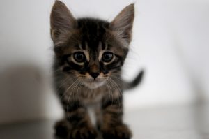 maus tratos aos gatos