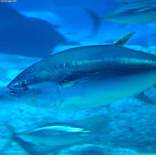 animais-em-extinção