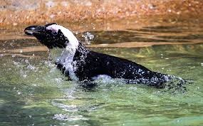 animais-em-extinção-pinguim-africano