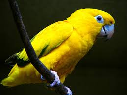 animais-em-extinção1