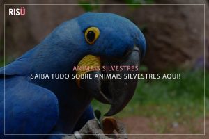 animais silvestres