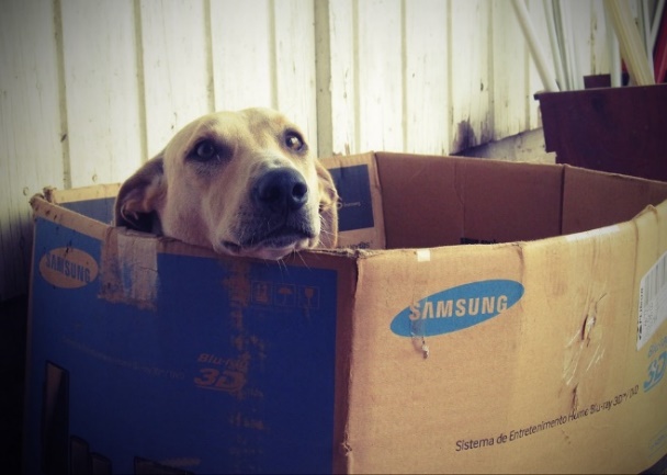 Como fazer casinha de cachorro com papelão
