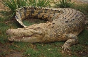 animais mais perigosos do mundo crocodilo