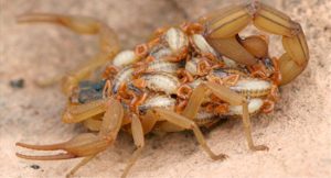 animais mais perigosos do mundo escorpiao