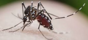 animais mais perigosos do mundo mosquito