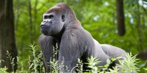 maior animal do mundo gorila