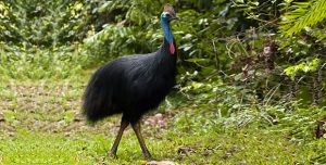 maior animal do mundo casuar