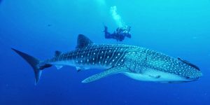 maior animal do mundo tubarão baleia