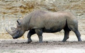 Animais extinto recentemente: Rinoceronte Negro Ocidental