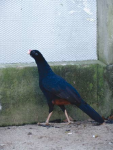 Animais extintos no Brasil: Mutum do Nordeste