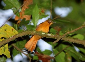 Animais extintos recentemente: Gritador do Nordeste