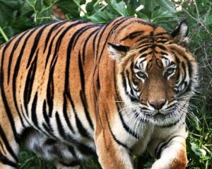 Animais extintos recentemente: Tigre do Cáspio