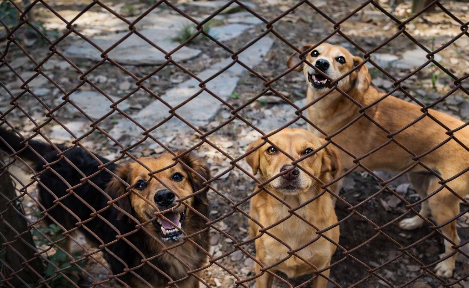 Instituto Anhangá: Apoie financeiramente