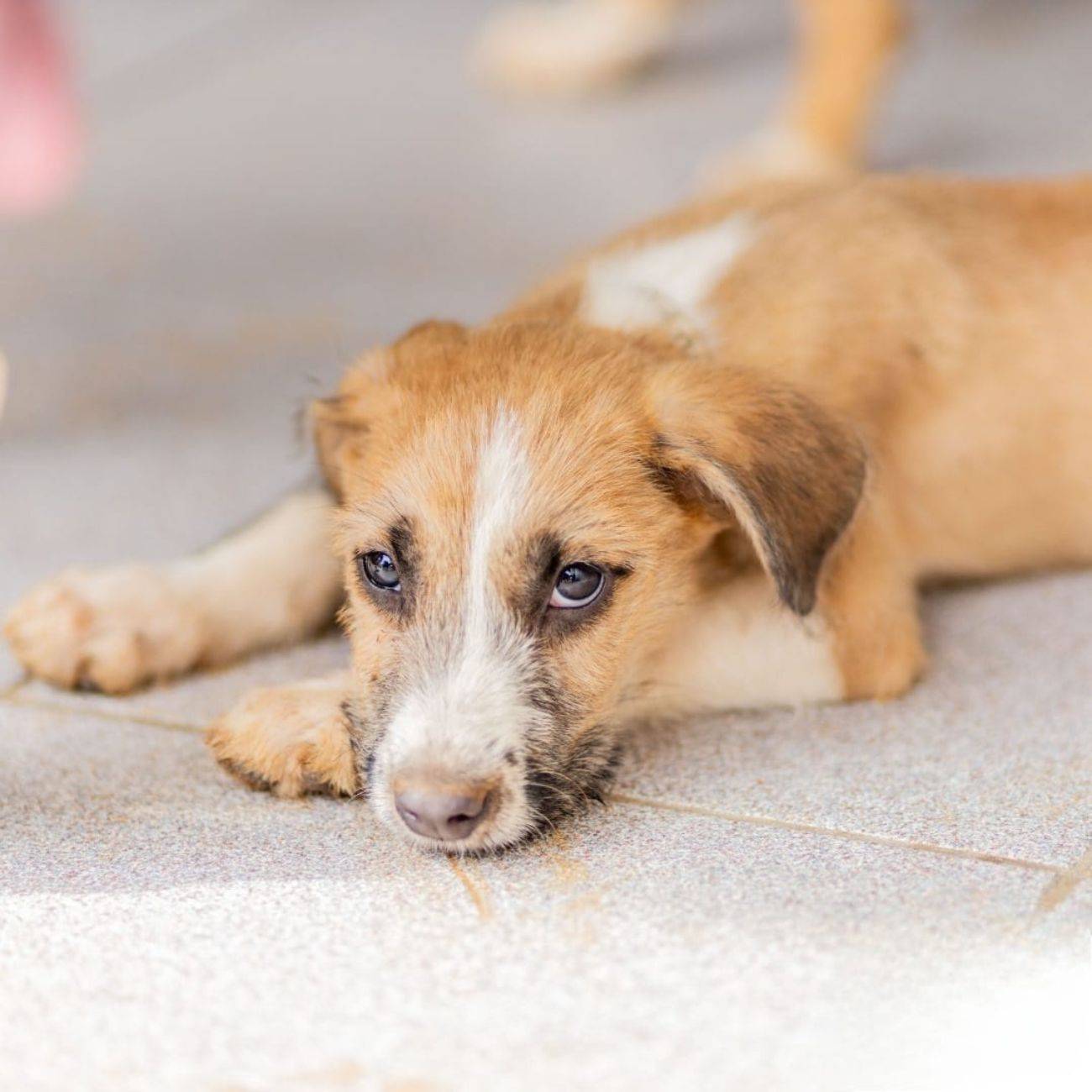 Transforme a vida de animais esquecidos!