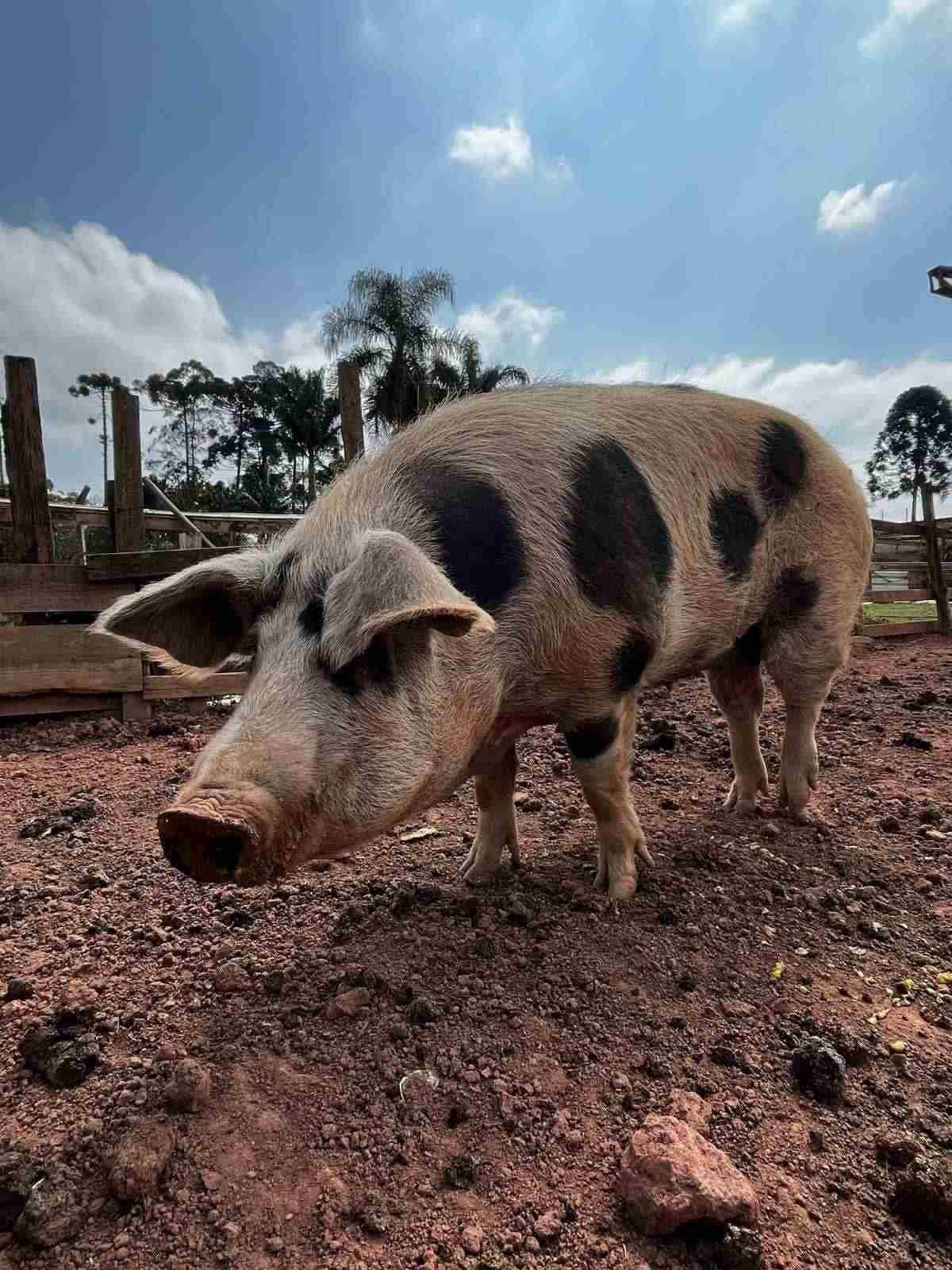 Vem ser meu dindo!