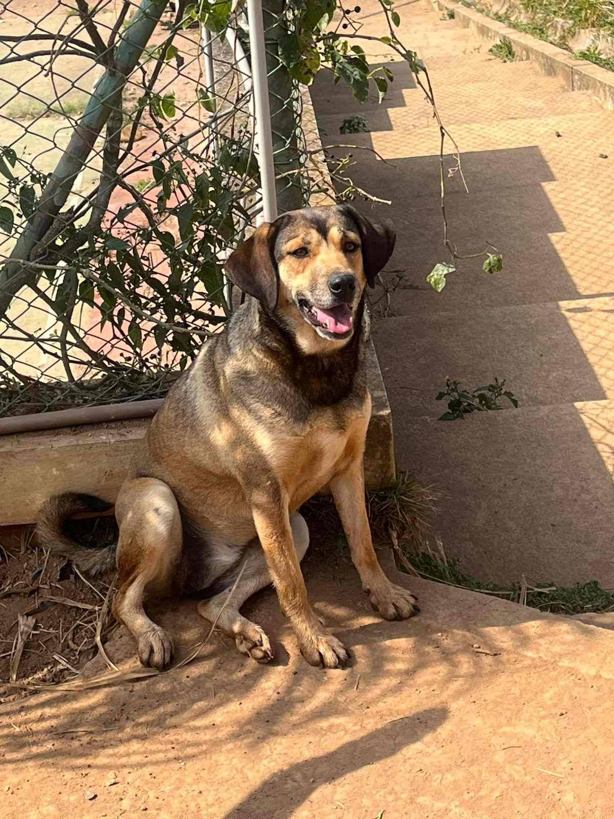 Vem ser meu dindo!