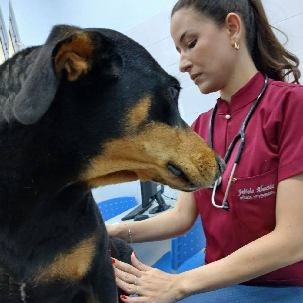 Transforme a vida de animais esquecidos!