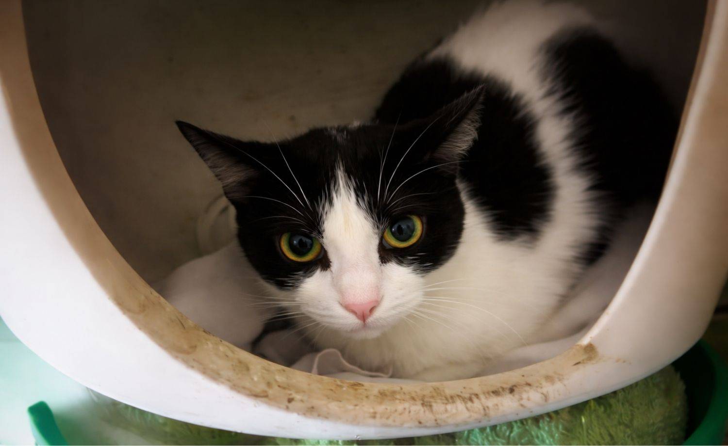 Instituto Anhangá: Apoie financeiramente