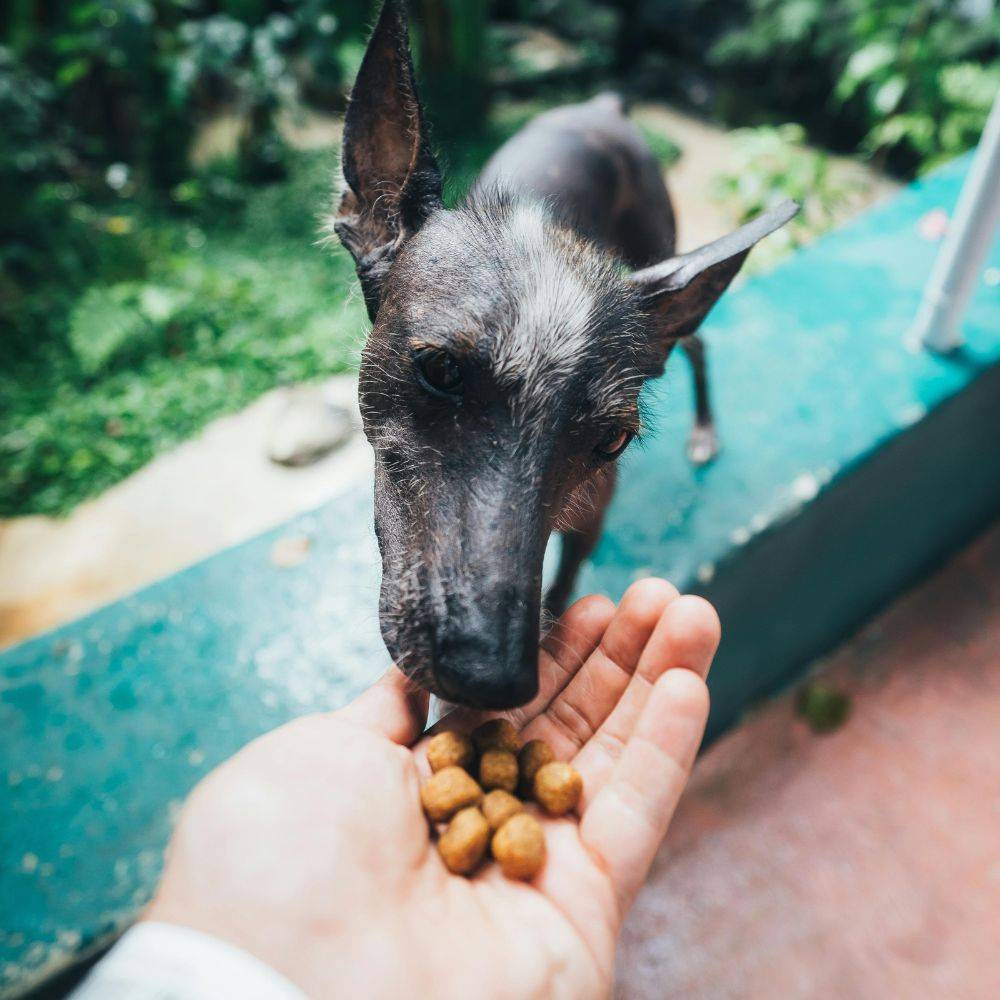 Transforme a vida de animais esquecidos!