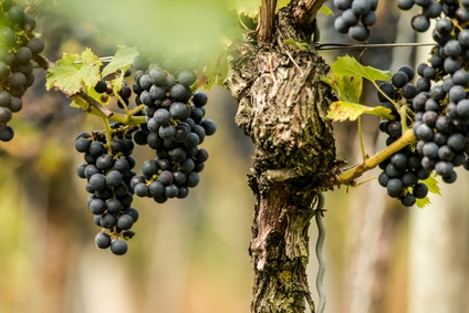 Prostatakrebs Resveratrol
