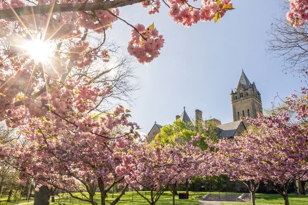The sun shines through blooming spring trees as University Hall rises in the background on the Ohio Wesleyan University campus.
