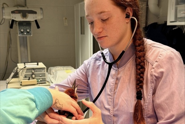 Ryann Shirey assesses a Guam kingfisher during her veterinary internship at the National Aviary.