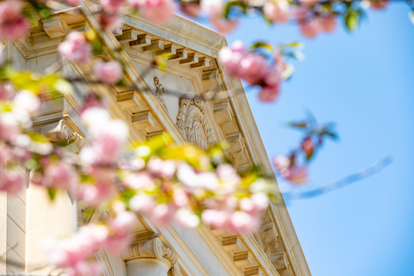 pink flowers blooming on a tree in front of a building on the University of Arkansas campus