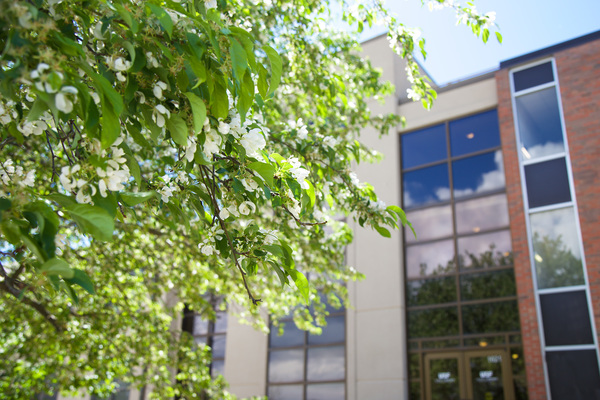 A tree filled with bright green leaves and white blossoms in front of a residence hall on USF's campus.