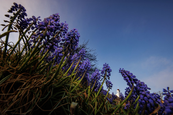 The Love Library cupola is framed by nearby grape hyacinths.