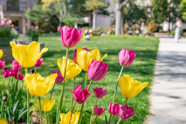 Hofstra Tulips