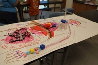 A traced image of a human on paper with arts and crafts supplies laid out systematically to represent internal organs.