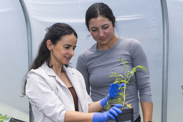 Representation of the achievement named 'VSU Student-Faculty Researchers Study Pathogen Impacting Pepper, Tomato Crops'.