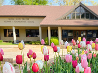 Tulips blooming in front of Hugh Ellis Walker Alumni House