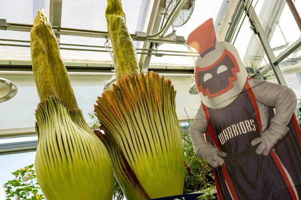 Two corpse flowers bloom simultaneously in June 2024.