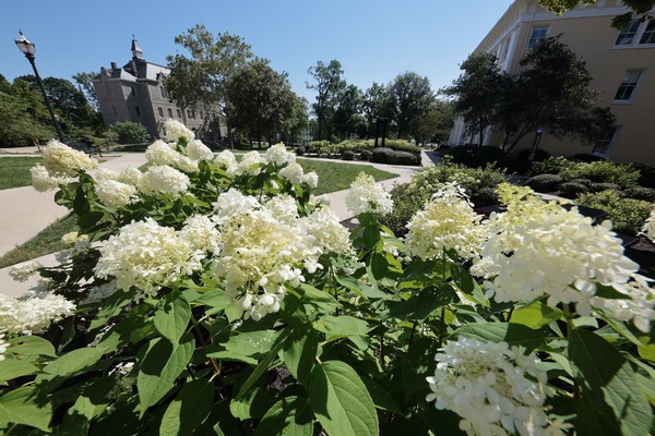 White flowers bloom on the Ohio Wesleyan campus in summer. 