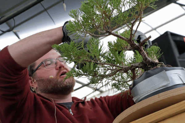Bonsai.png