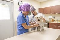 Two SUNY Canton students dressed in scrubs examine a dog during class. 